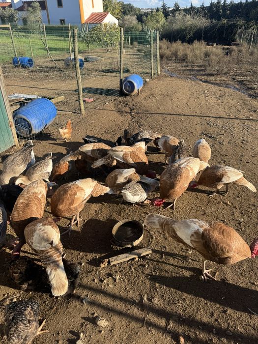 Perus Bourbon red para dispensar