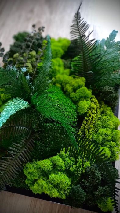 Mech Chrobotek w ramie 50 x 70cm lub 60 x 90cm różne rozmiary