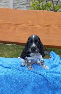 Cocker Spaniel Angielski Piesek