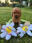 Cocker spaniel angielski