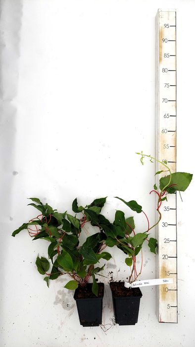 Actinidia Issai | Dr. Szymanowski| Mini Kiwi | P9 | certyfikat CAC
