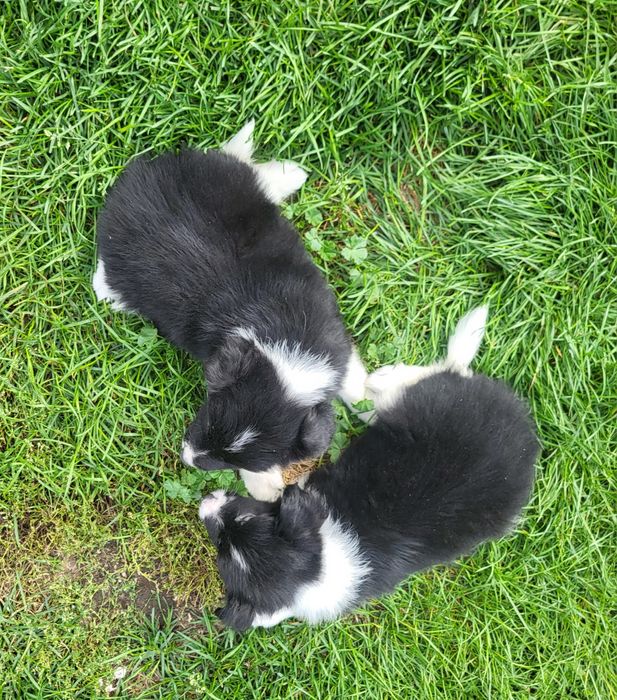 Border collie szczeniak