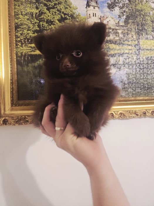 Szpic miniaturowy pomeranian