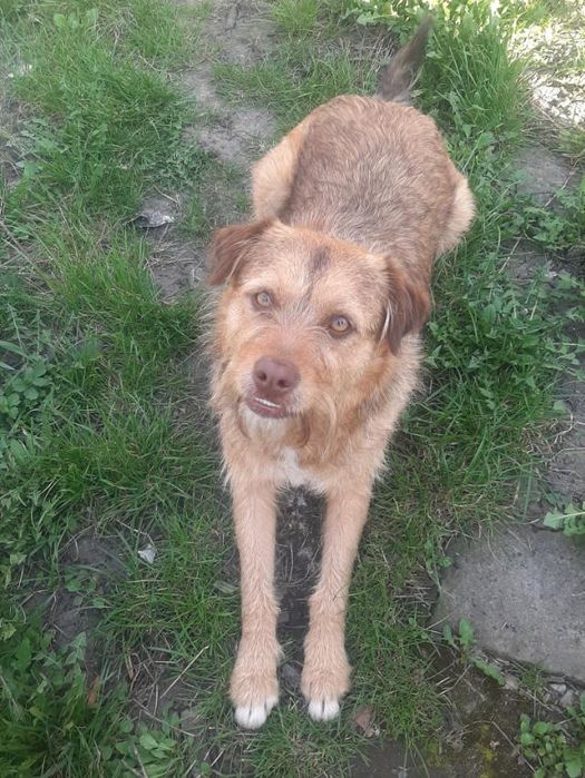 Отдам бесплатно в хорошие и добрые руки собачку