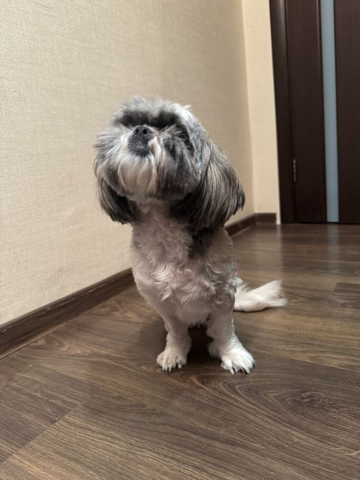 Продам собачку ши-тцу