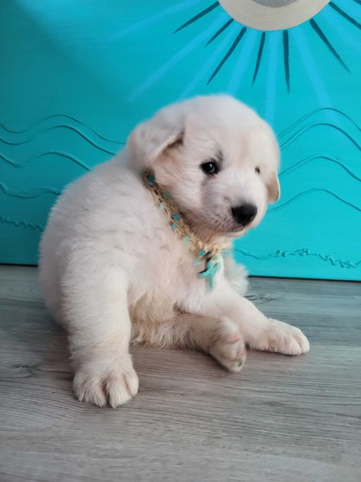 "Spadochroniarz"-SamiecPIES-PolskiOwczarekPodhalanski