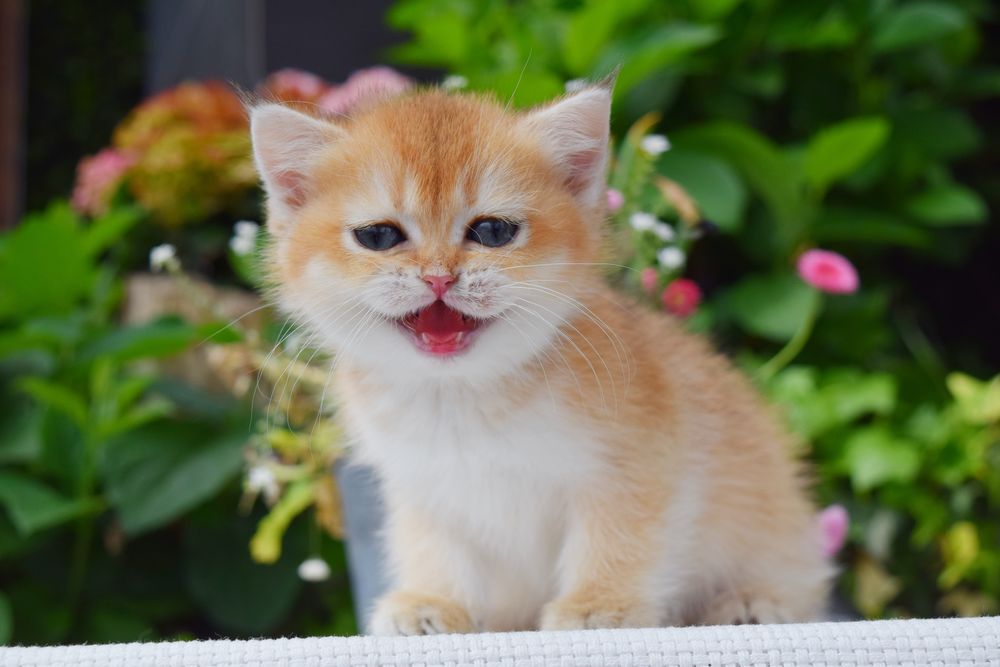 Дівчинка Британська Золота Шиншила. Золотая Шиншилла