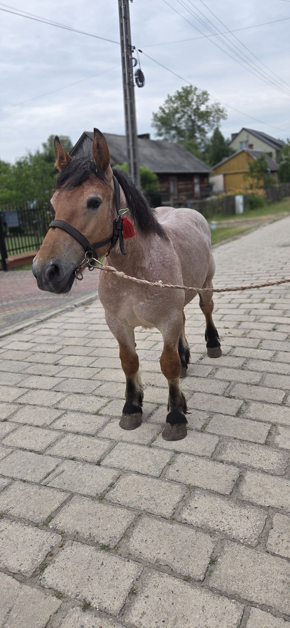 Ogierek zimnokrwisty
