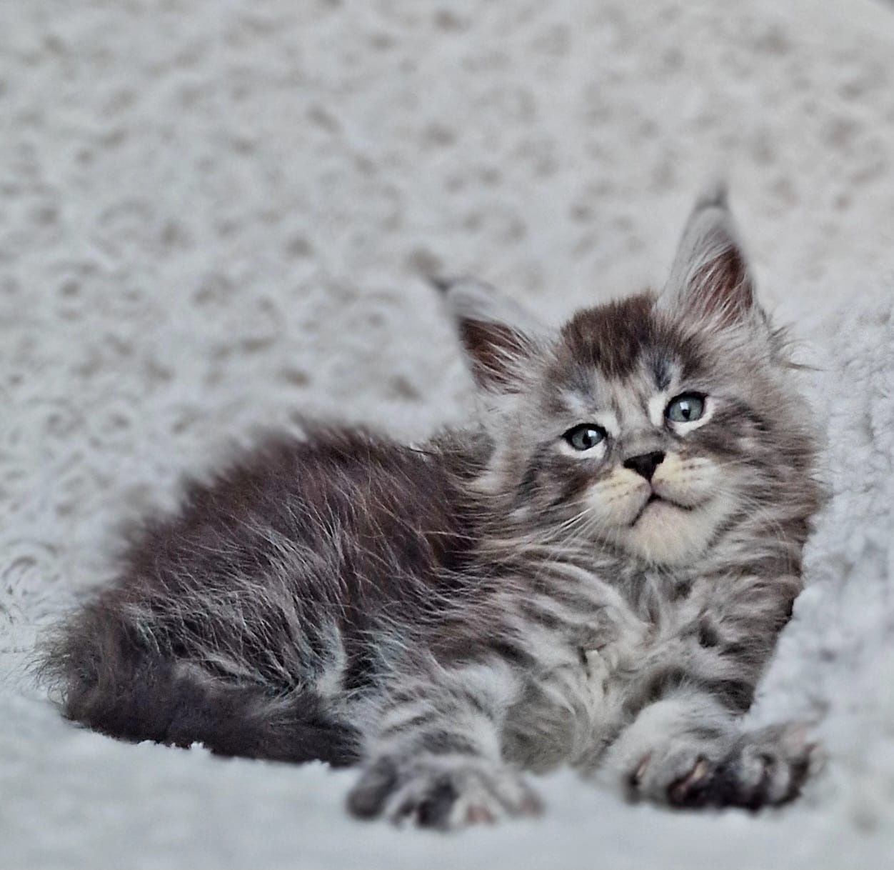 Maine coon, czarna srebrzysta klasycznie pręgowana kotka do hodowli