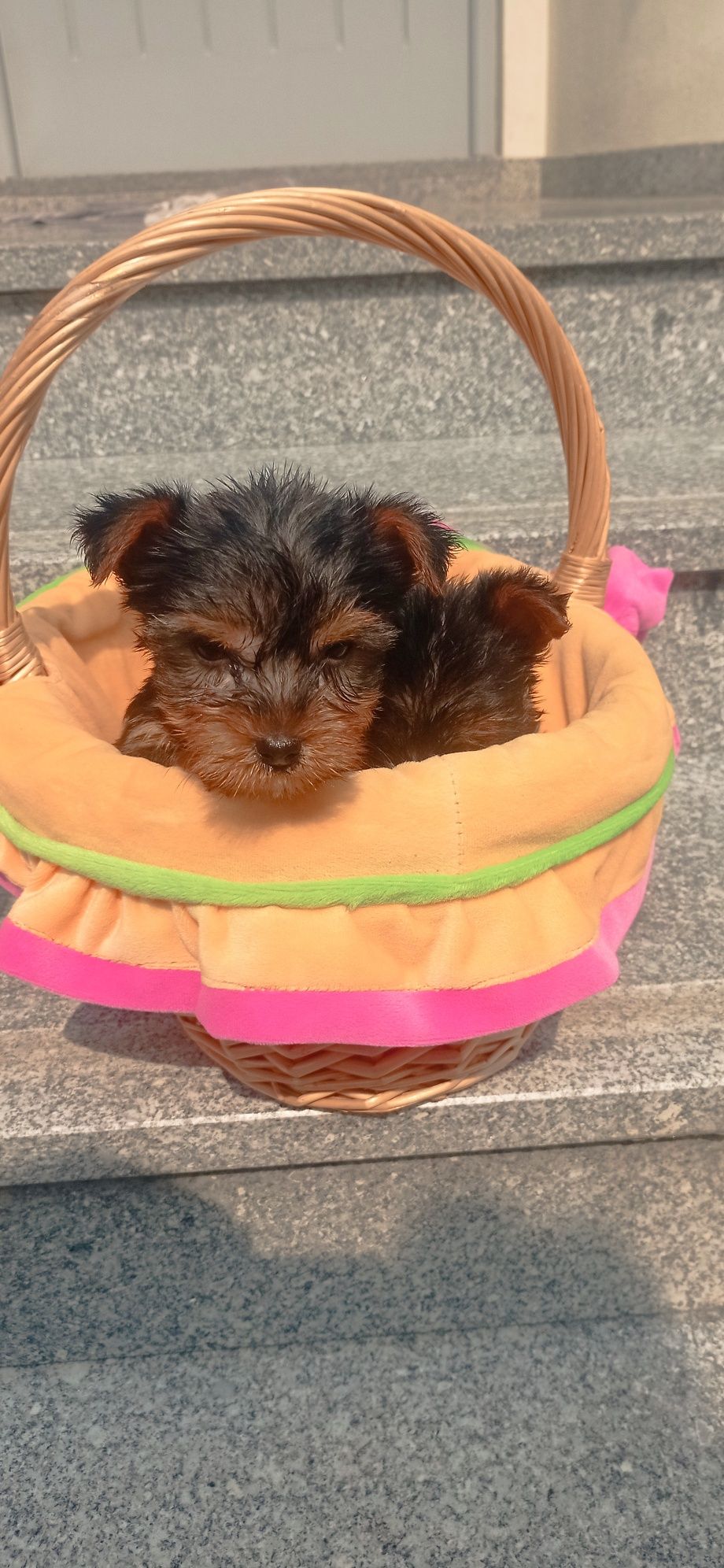 Yorkshire Terrier macho
