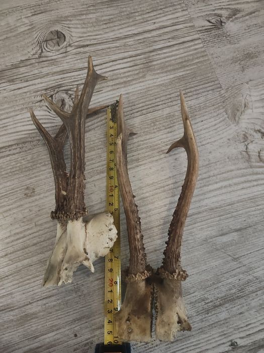 Parostki 2 szt z czaszkami