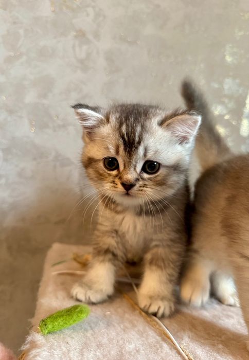 Котики мраморна шиншила