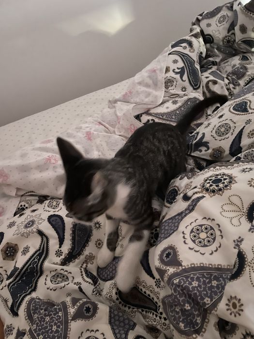 Pet sitting, Dog waling e muito mais :)