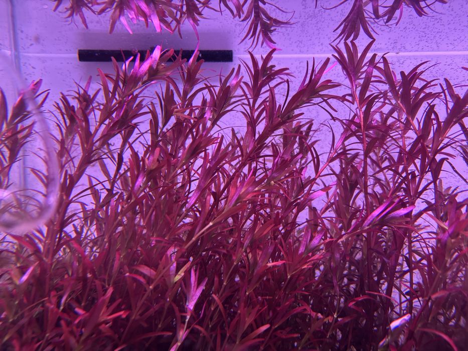 Rotalla blood red/Roslina akwarystyczna