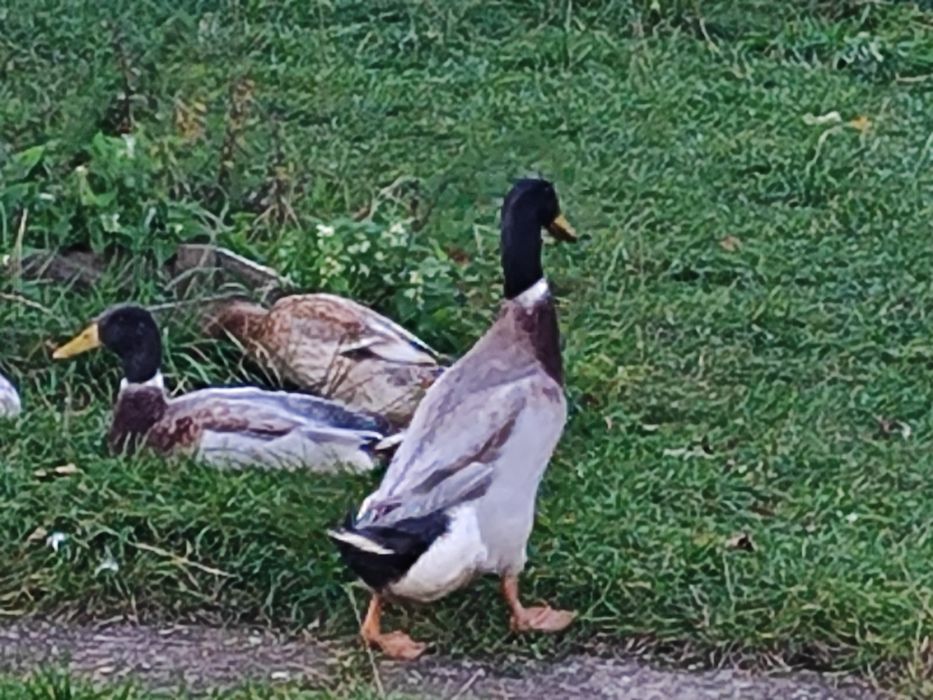 Biegus indyjski, kaczor