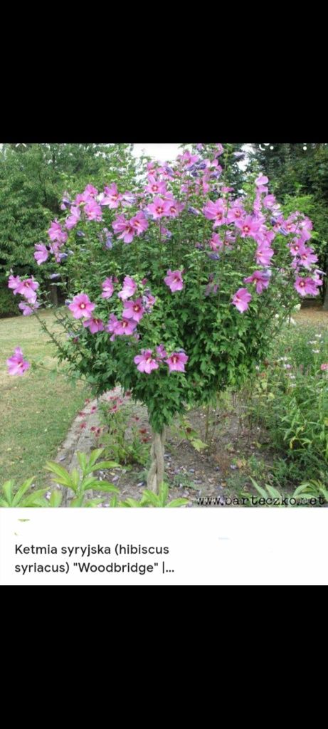 Trawa, budleja , hibiscus, datura, forsycja wiosna