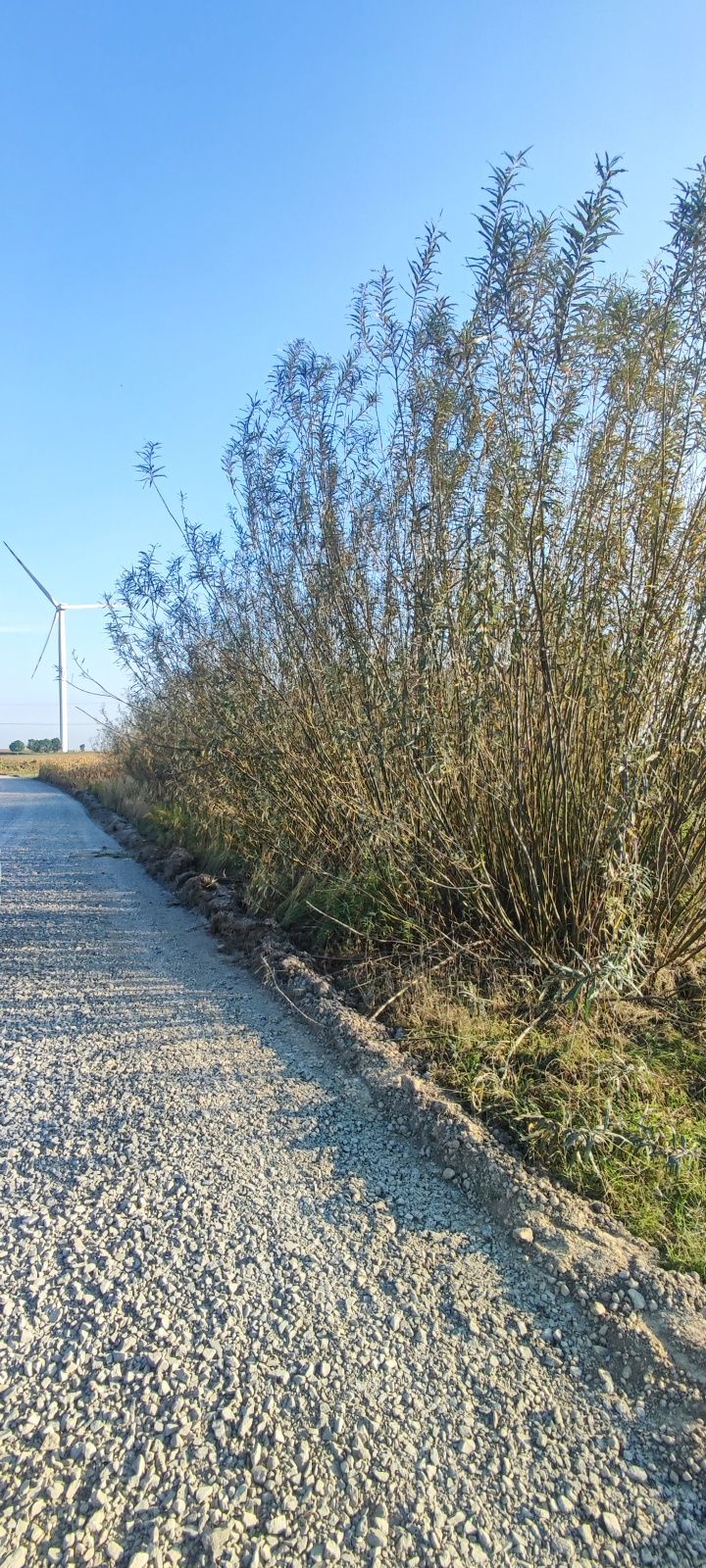 Wierzba energetyczna na pniu