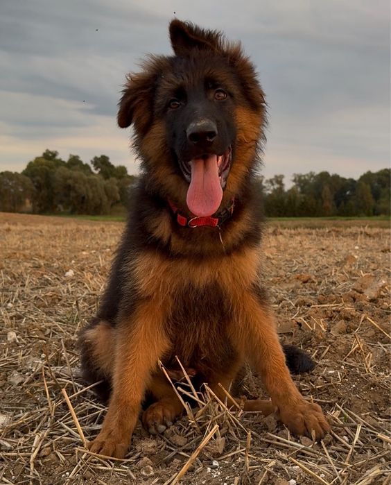 Owczarki Niemieckie Owczarek Niemiecki KLASA