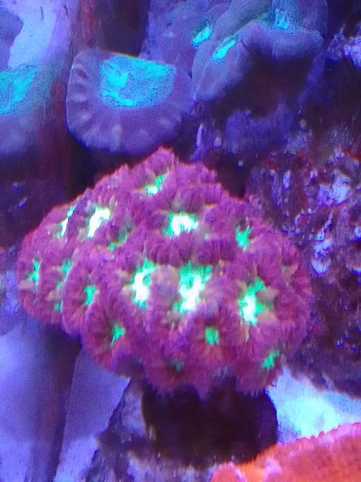 Akwarium morskie z całym życiem i osprzętem # koral # koralowce # ryby