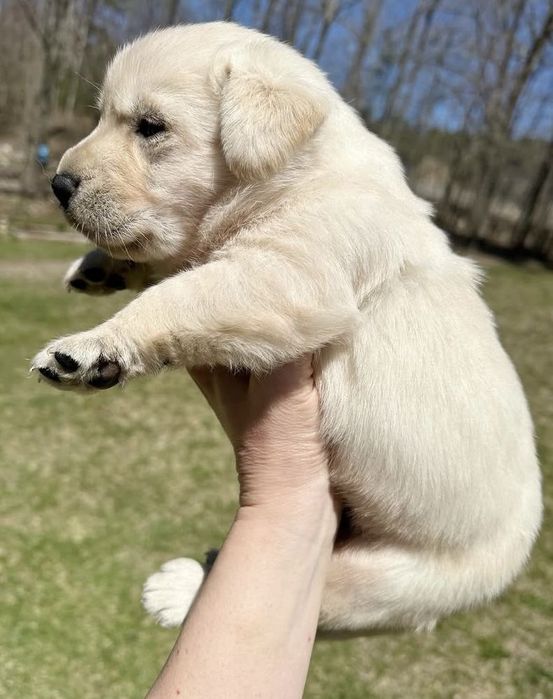 Белый Мальчик Лабрадор Ретривер Красавец щенок Питомника Лабрадоров