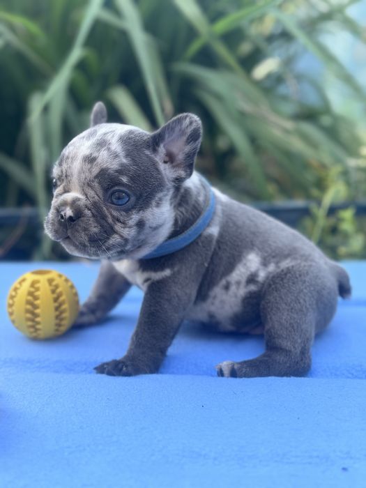 Міні хлопчик, маємо також інших породних малят!Доставка