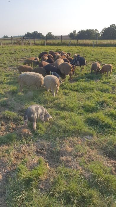 Pieczony prosiak wesele komunia Kiełbasa Boczek Smalec Pasztet Żeberka