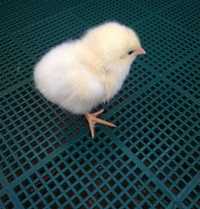 Курчата цыплята Ломан Браун петухи