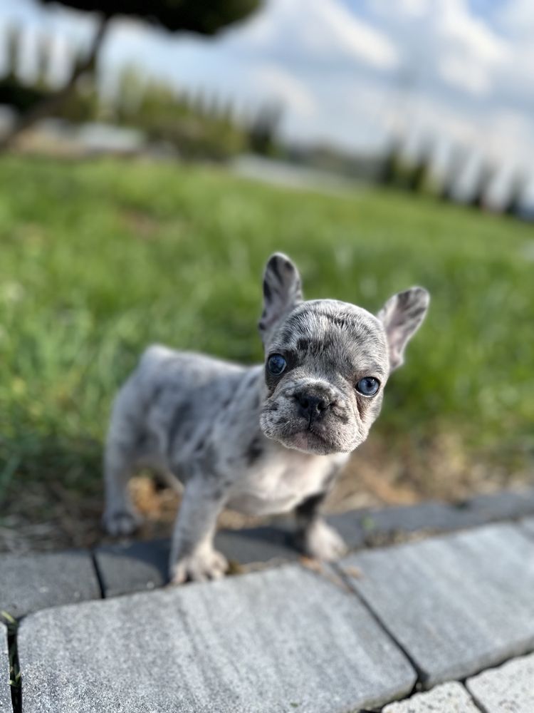 Piekna Suczka Blue Merle