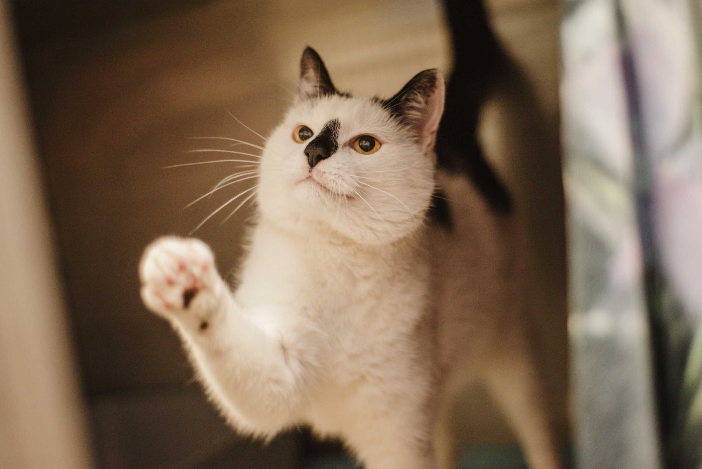 Super koci Duet - Puma i Pancuś, pokochaj!