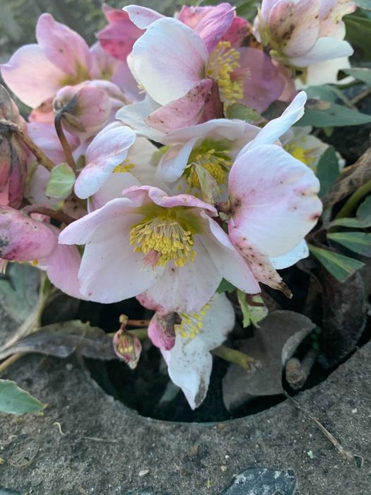 ромашка сортова, морозник, хризантема