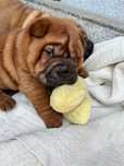 Shar Pei Rodowodowe