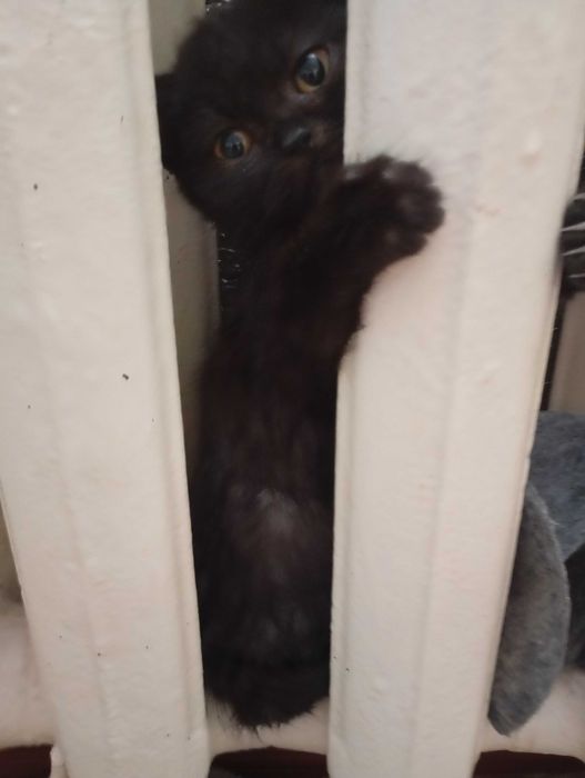 КОШЕНЯТА  чистокровні Шотландці