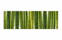 Obraz panoramiczny Bambusy