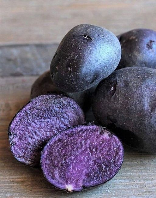 Фіолетова картопля Солоха