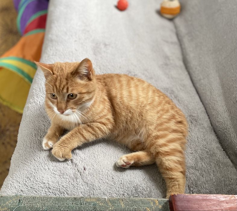 Котенок отдаем в добрые руки