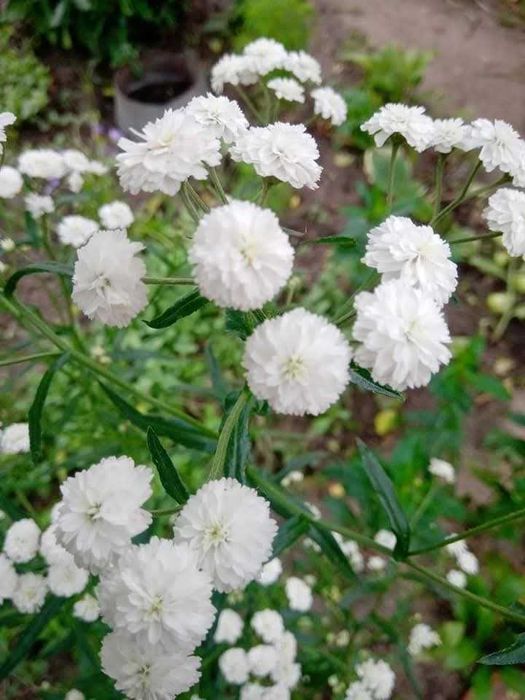 Саженцы многрлетней астры астильбы вероники деревій