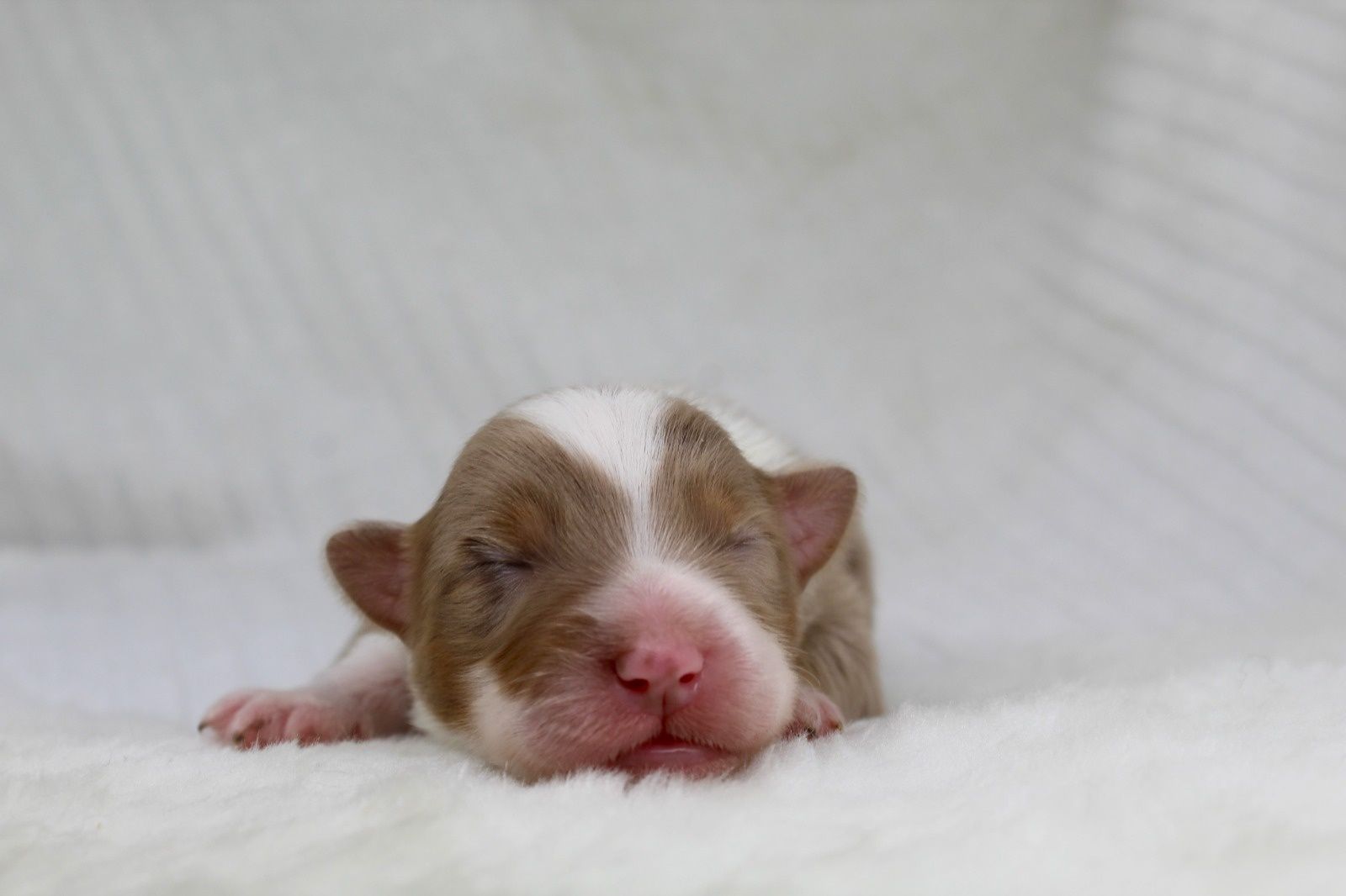 Miniaturowy Owczarek Amerykański MAS  Chłopiec Red merle