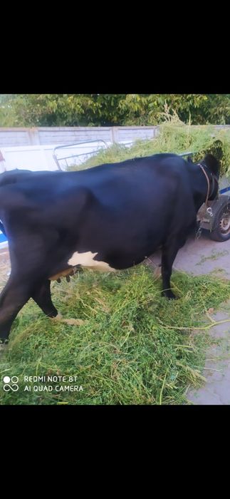 Продам хорошу корову