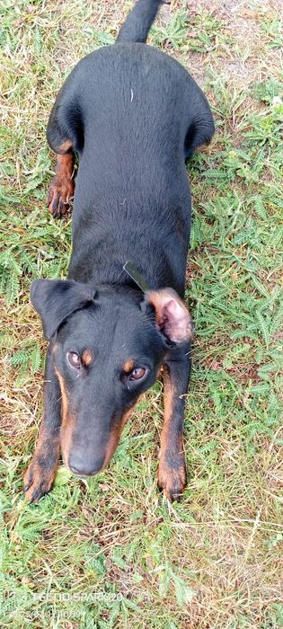 Ягдтер`єр,   в`язка