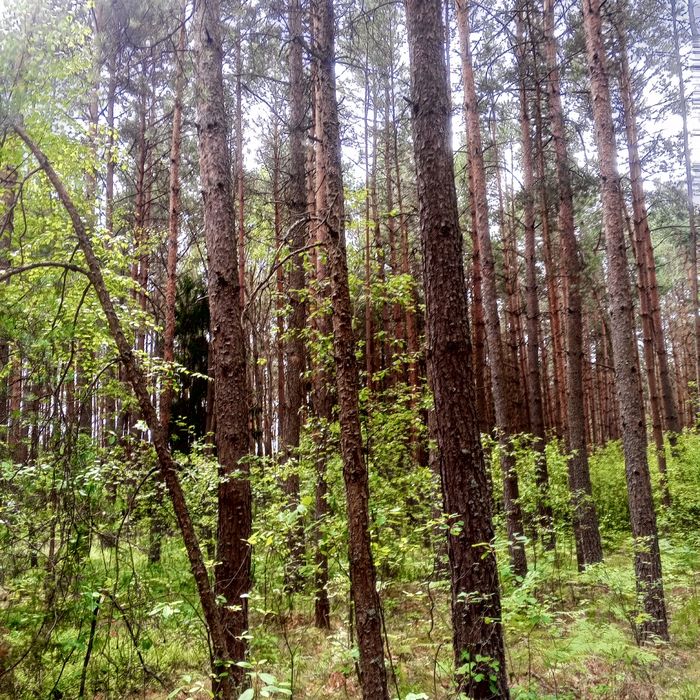 Sprzedam las 70, 50, 30 lat