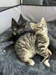 Okolo 9/10 tygodniowe maluchy polecaja się do adopcji