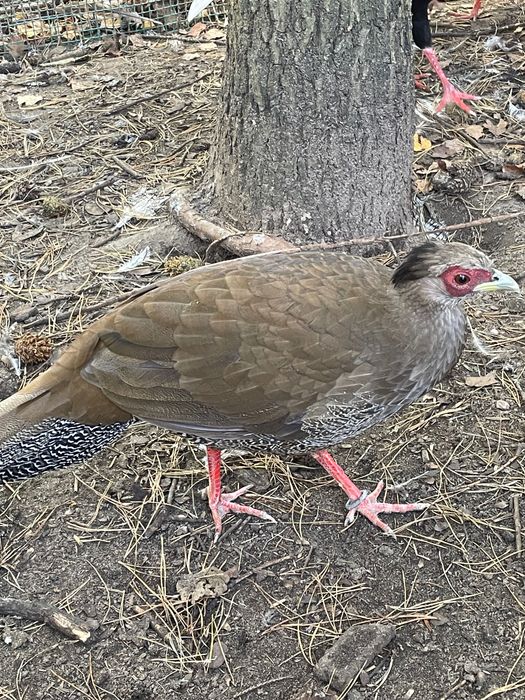 Bażant srebrny drób ozdobny