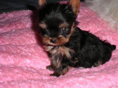 yorkshire terrier