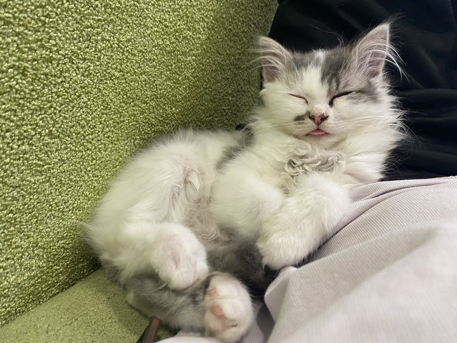 Віддам кошеня в добрі руки в Житомирі