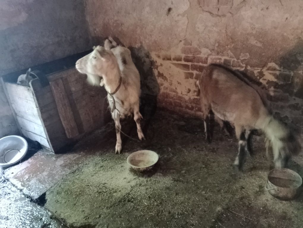 Продам дійні кози і козенята