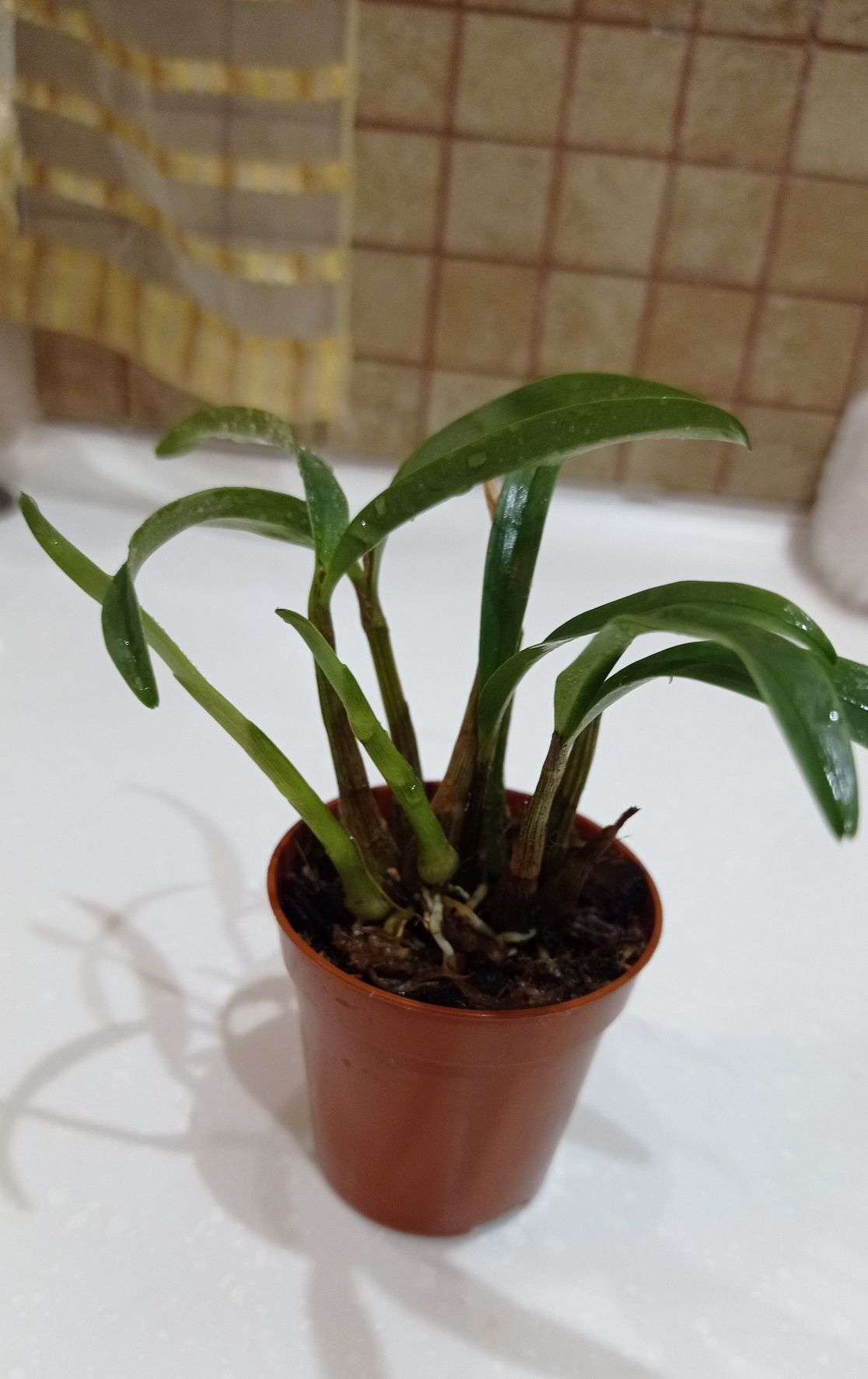 Орхидея  дендробиум мини kingianum var album