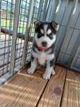 Zapowiedź Husky Siberian