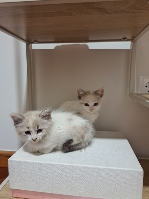 Gata para adoção
