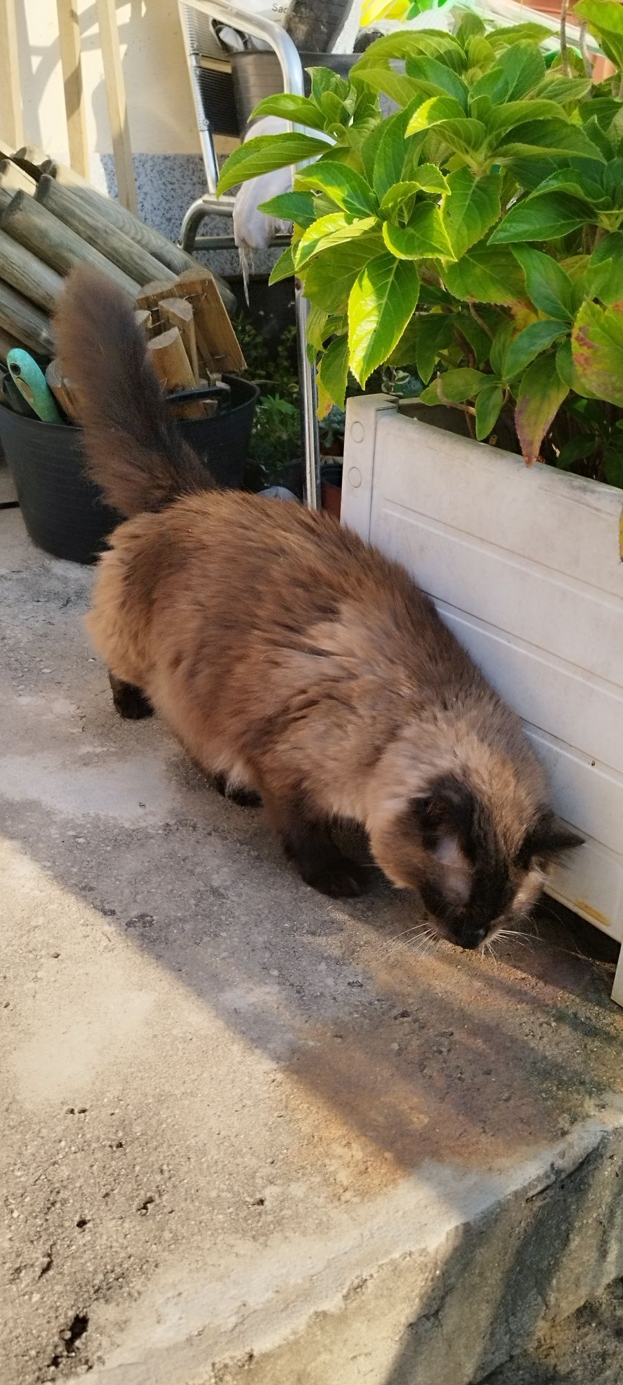 Gato castrado siamês adulto