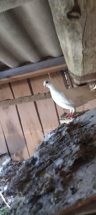 Sprzedam białe gołębie. 10 zł/ sztuka